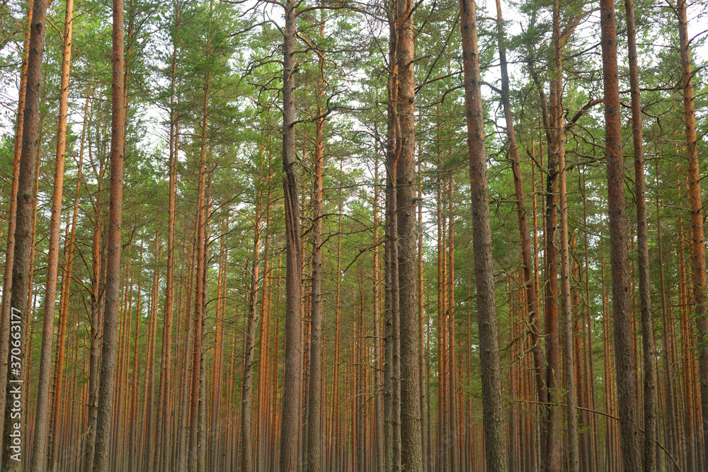 Fototapeta premium Pine forest at summer.