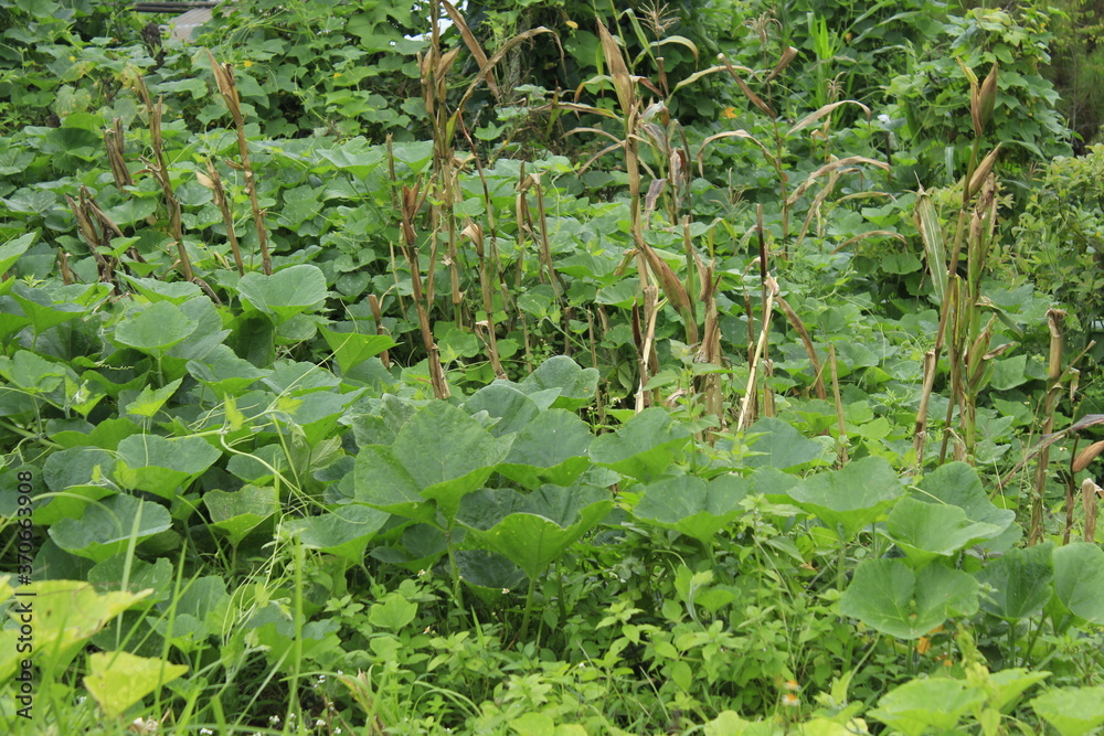 Organic pumpkin leaves in the side of local farm Organic pumpkin leaves in the side of local farm