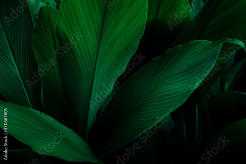 closeup  view of green leaf in garden, dark wallpaper concept, nature background, tropical leaf #370664905