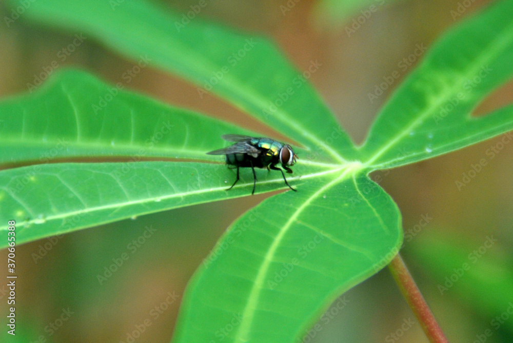 animals, pests, insects, flies, black flies
animals, pests, insects, flies, black flies