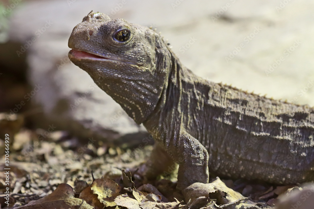 Fototapeta premium Close up of New Zealand Tuatara