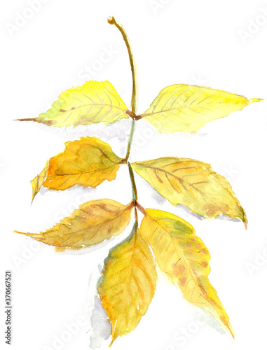 autumn herbarium, autumn yellow ash leaf , watercolor painting on white background,botanical sketch
