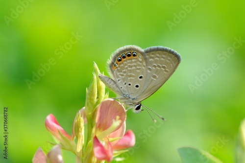 Butterfly (Freyeria putli formosanus) Taiwan's smallest gray butterfly  photo