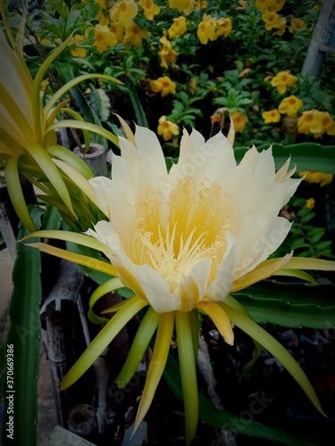 The beauty of the flowers of the dragon fruit.