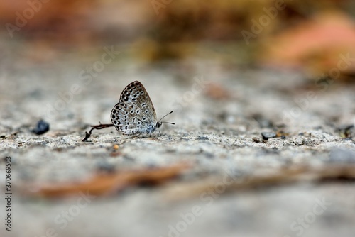 Butterfly ( Zizeeria maha okinawana) Blue Grey Butterfly.  photo