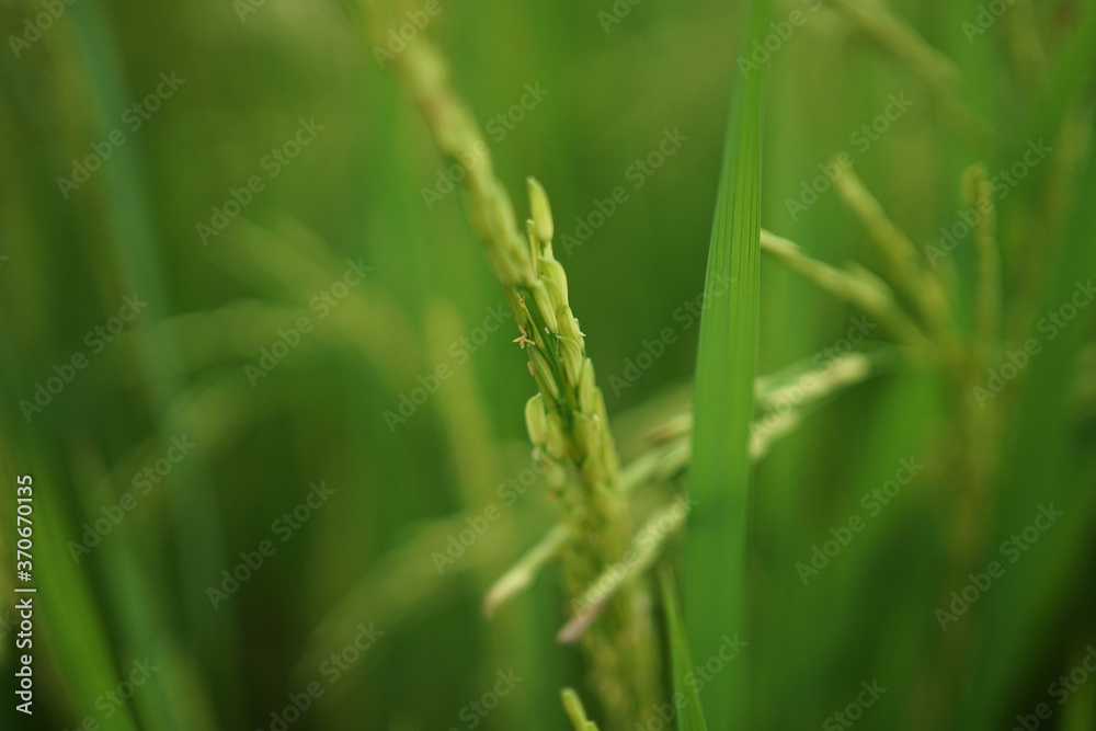 green wheat field green wheat field