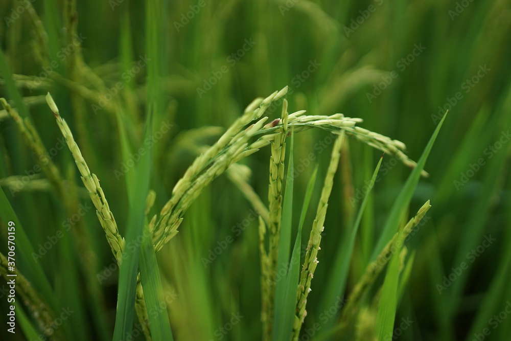 green wheat field