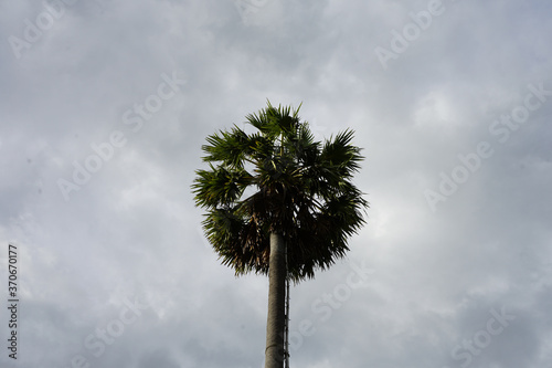 palm trees against sky © wipada