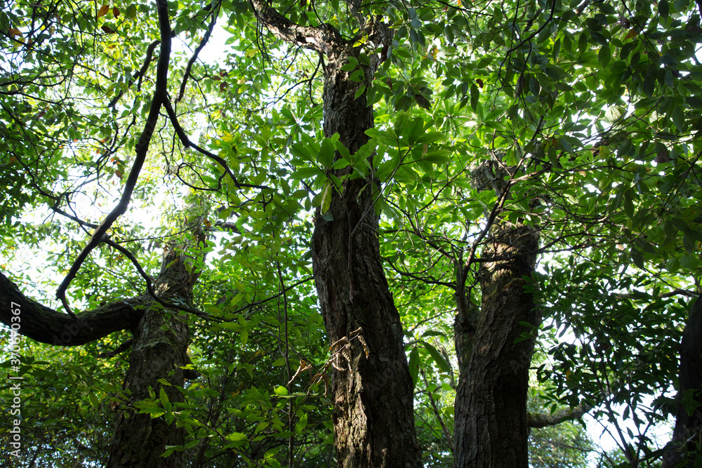 Fototapeta premium tree in the park