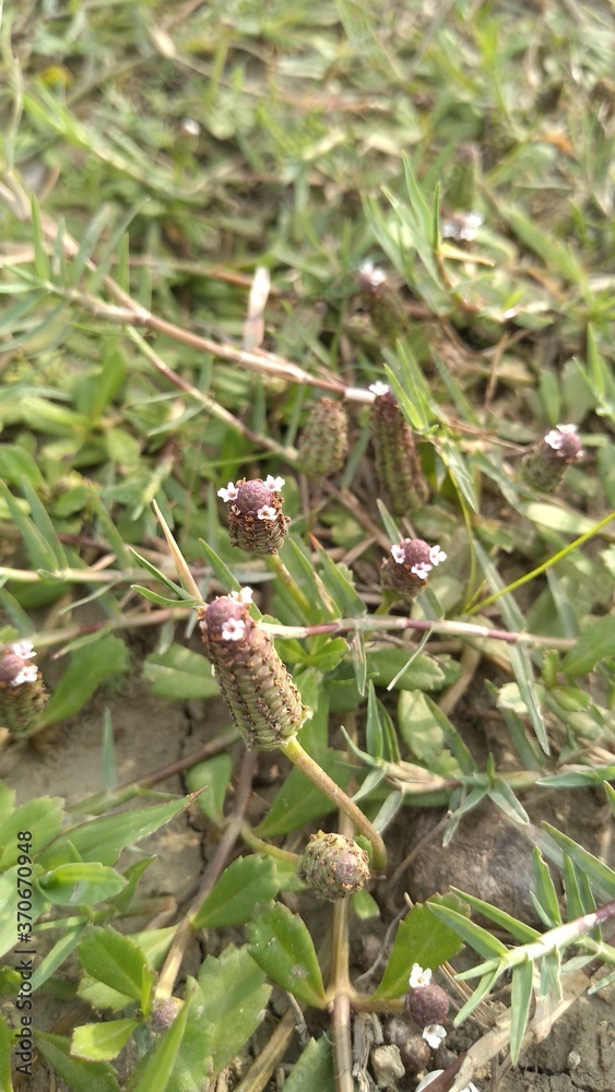 dragonfly on a branch