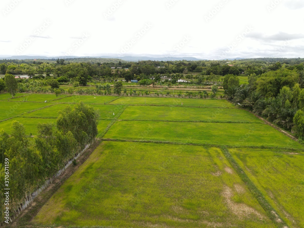  High angle shot Rice field landscape.