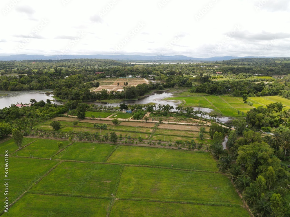 Naklejka premium Rice field beside a swamp landscape. High angle shot