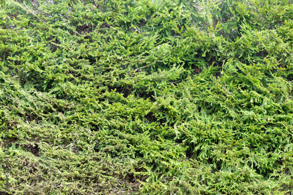 Portrait of abstract background in nature outdoors Portrait of abstract background in nature outdoors