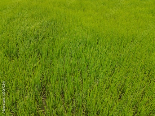 Green leaves on rice field