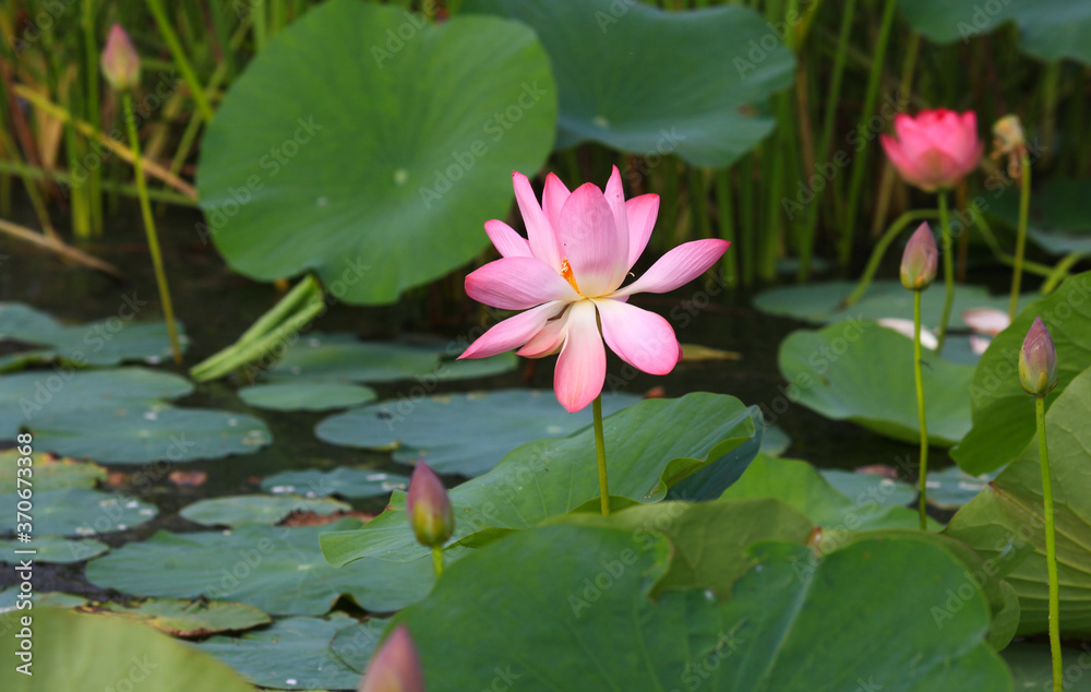 The blooming of pink lotus in Astrakhan region, river, summer. Russia wild nature The blooming of pink lotus in Astrakhan region, river, summer. Russia wild nature