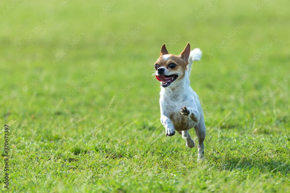 Fun dog,Happy dogs having fun in a field, running on the field.Chihuahua.;