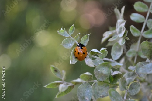 ladybug on a tree © Revin