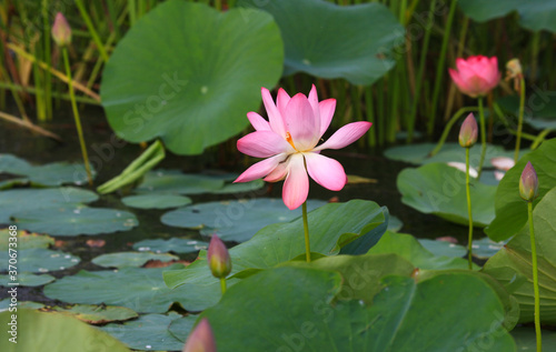 The blooming of pink lotus in Astrakhan region  river  summer. Russia wild nature
