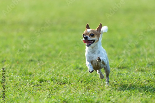 Fun dog,Happy dogs having fun in a field, running on the field.Chihuahua.  © ownza