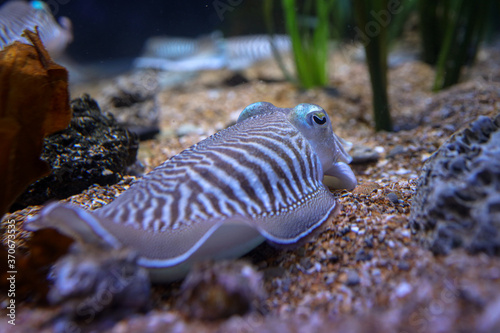 cuttlefish in aquarium , closeup 