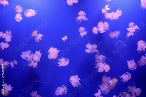 small jelly fishes blue background texture pattern 