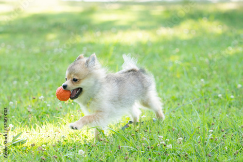 ボール遊びをする仔犬のポメラニアン