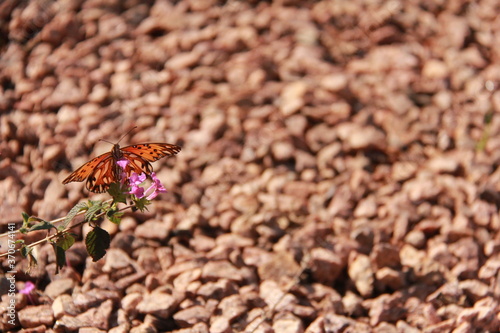 butterfly - CÉU, SKY, GOOD - Giane Pereira photo