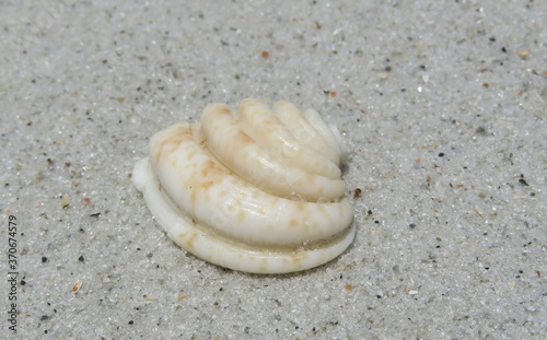 Beautiful figured seashell on sand background in Atlantic coast of North Florida