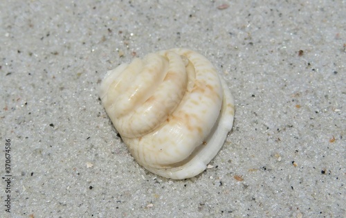 Beautiful grooved seashell on sand background in Atlantic coast of North Florida