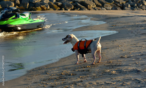 Fototapeta Naklejka Na Ścianę i Meble -  
A dog wearing a life jacket Walk on the beach