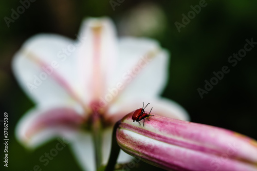 insects on lilies