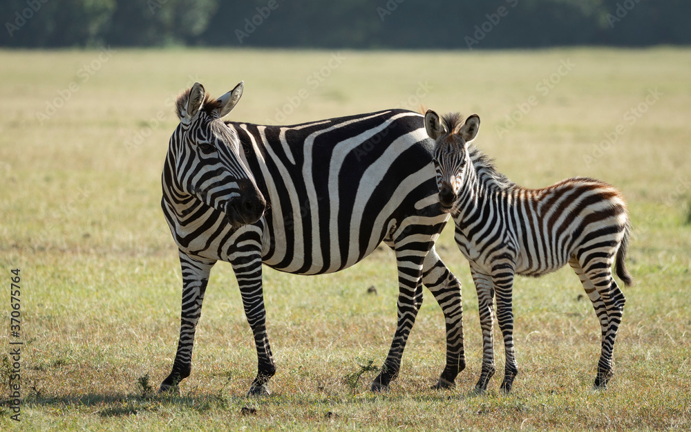 Mother and baby zebra standing in Masai Mara plains in Kenya Mother and baby zebra standing in Masai Mara plains in Kenya