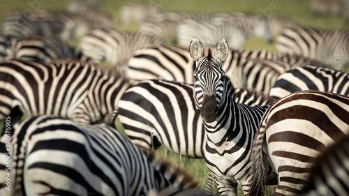 Zebra herd with one looking straight at camera in Serengeti National Park Tanzania