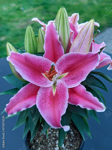 closeup of pink and white stargazer lily in full bloom