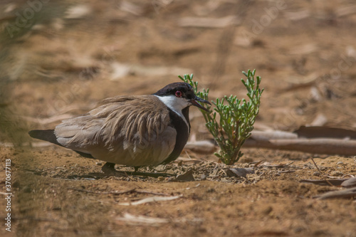 Spur-winged lapwing photo