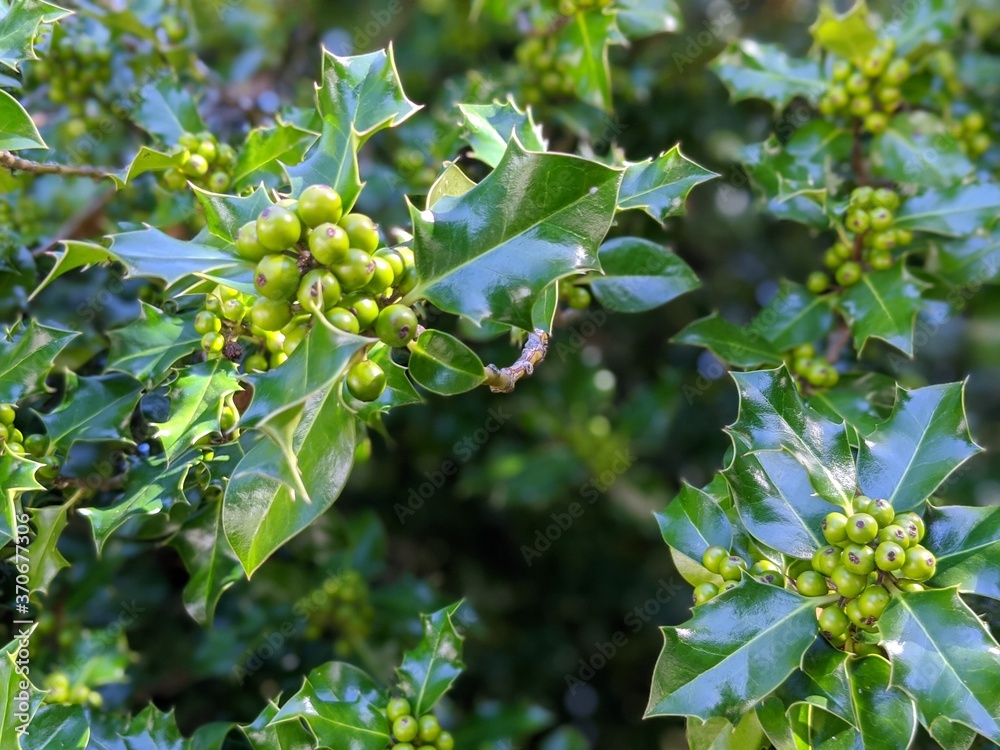 closeup of a holly leaf with green berries in the summer