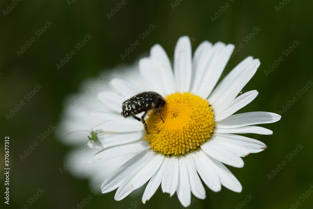 A closeup shot of an insect on a daisy under the sunlight