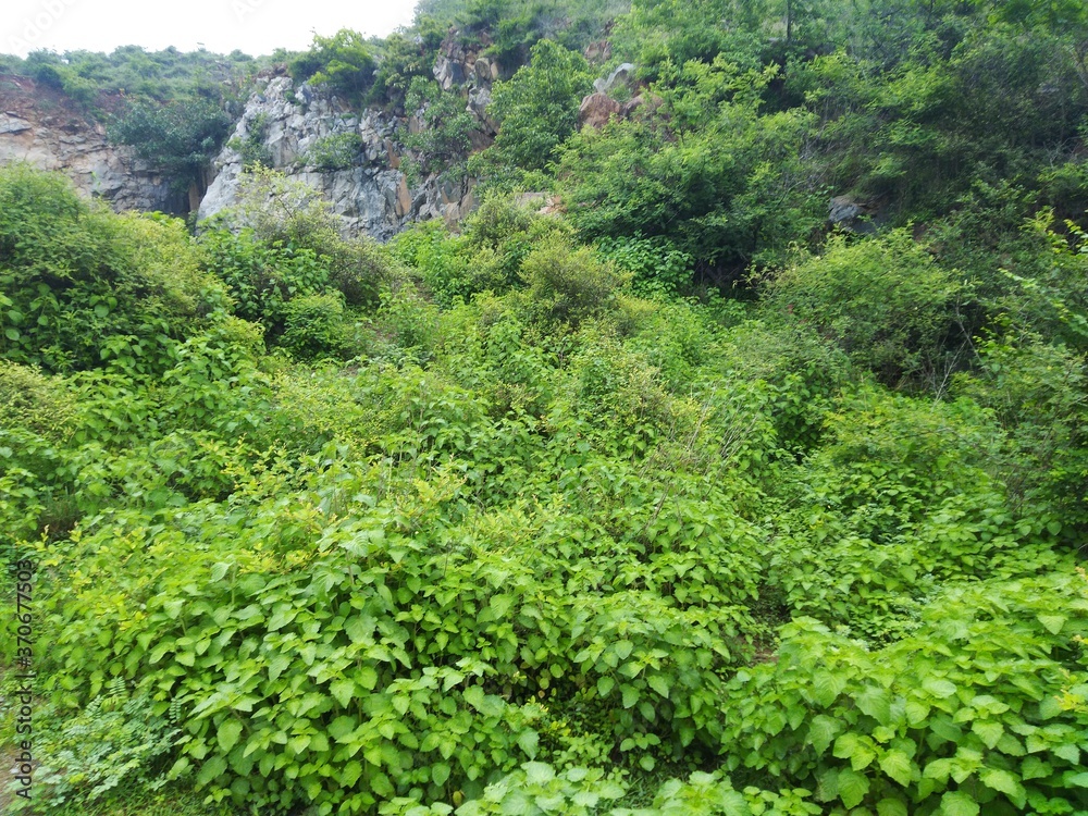 green plants and rocks of mountains and hills with green leaves scenery and landscape