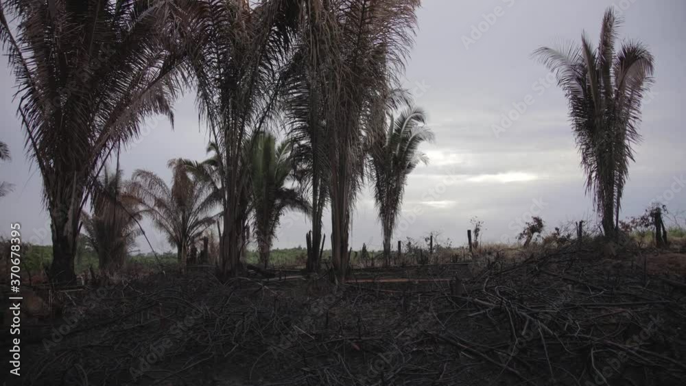 Timelapse of trees in a forest after it got burned to create pasturage areas at Amazon rainforest, Brazil. Timelapse of trees in a forest after it got burned to create pasturage areas at Amazon rainforest, Brazil.