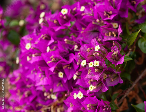 Closeup of purple flowers Bougainvillea glabra outdoor