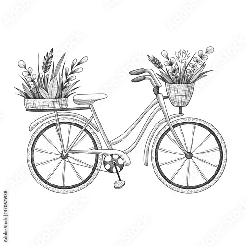 Vector vintage illustration of hand drawn bicycle with floral basket plants, herbs, leaves and branches isolated on white background