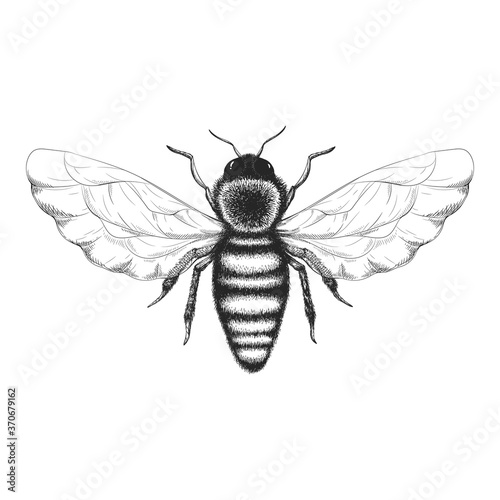 Vector vintage illustration with hand drawn black and white honey bee isolated on white background