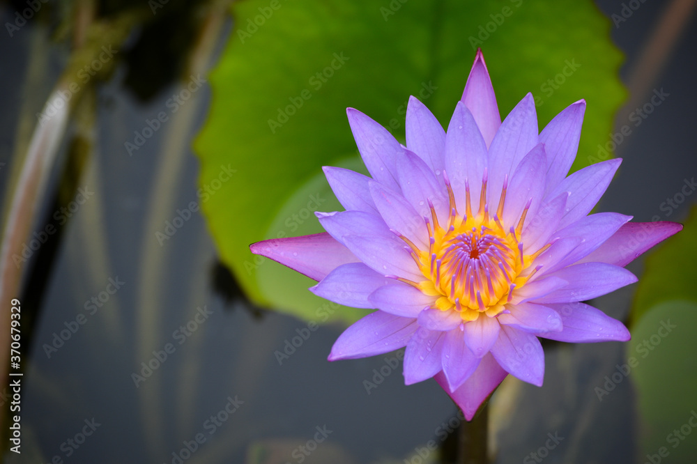 Beautiful waterlily or lotus flower in pond Beautiful waterlily or lotus flower in pond