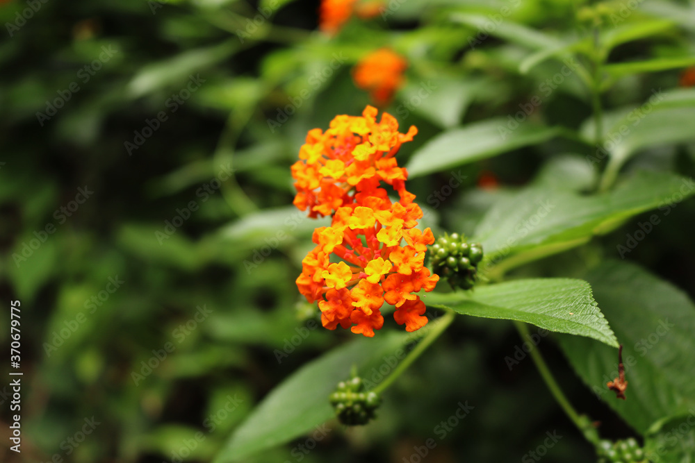 orange flower on green background orange flower on green background