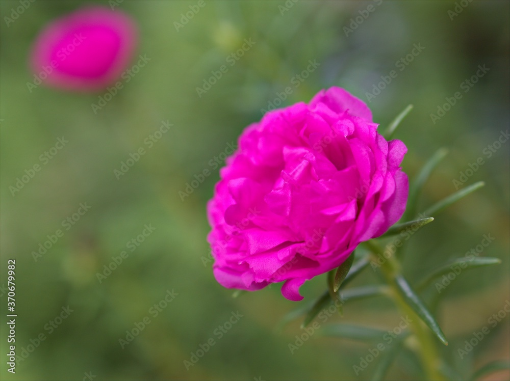 Closeup pink moss-rose  purslane ,succulent flower plant in the garden with green blurred background ,macro image ,sweet color for card design, soft focus