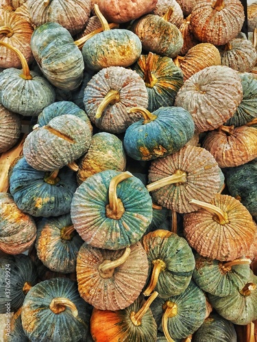 Beautiful Color of Raw Organic Pumpkin. Food Background. 