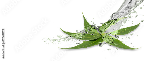 neem leaves splash with water 