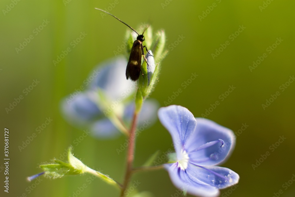 A Fairytale Close-up Shot Of The Wildflower With A Bug In The Magical Summer Czech Meadow A Fairytale Close-up Shot Of The Wildflower With A Bug In The Magical Summer Czech Meadow
