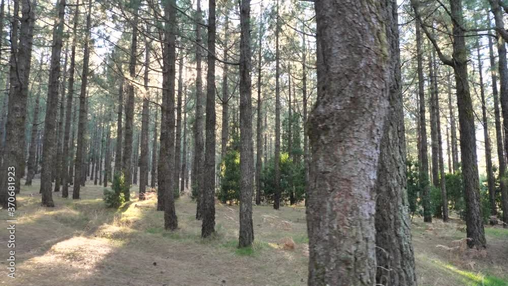 Cinematic Dolly Shot Of Sun Rays Shining Through Green Pine Tree Forest Cinematic Dolly Shot Of Sun Rays Shining Through Green Pine Tree Forest