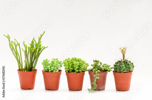 Mini green succulent and cactus plant pots on white background